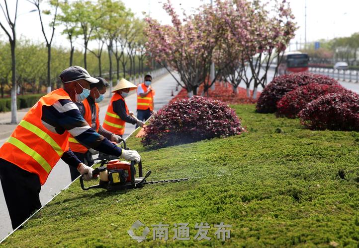 临安城市绿化带种植什么植物比较好