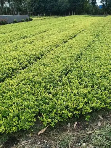 500平方园林景观设计